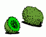 kiwi.gif
